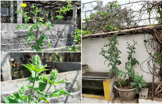 Trồng hơn 200 cây thuốc phiện trong vườn để 'ngâm rượu, chữa bệnh'