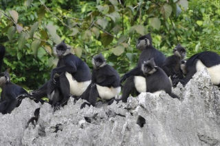 Một người dân được vinh danh Anh hùng bảo tồn vì tích cực bảo vệ động vật hoang dã