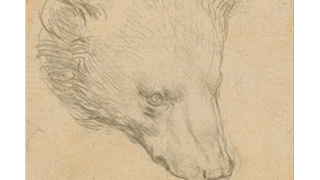 Phác họa 'Đầu gấu' của Leonardo da Vinci với mức giá không tưởng