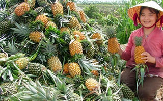 Thu nhập cao nhờ trồng dứa