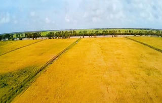 Ra mắt gạo sạch VinEco