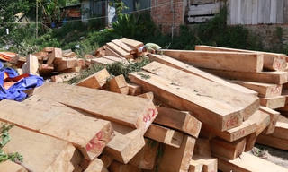 Vụ phá rừng Pơ mu: Cơ quan kiểm tra Đảng vào cuộc