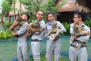 4 'F1' hổ quý Bengal chào đời tại Vinpearl Safari