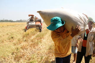 Giá lúa giảm, nông dân mòn mỏi chờ thương lái