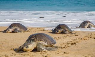 Rùa biển quý hiếm chết hàng loạt ở Mexico