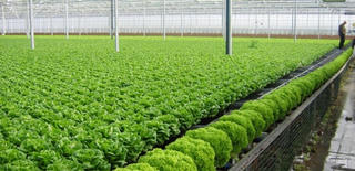 Cạnh tranh bằng hàng hóa sạch