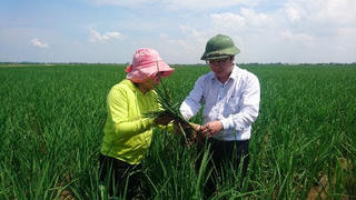 Không chủ quan với bệnh lùn sọc đen trên lúa