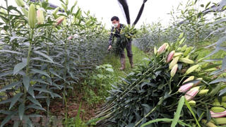 Hoa cười người khóc