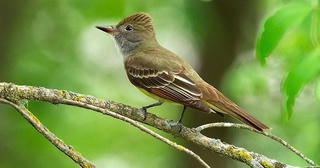 Nhiệt độ toàn cầu tăng làm thay đổi vóc dáng của loài chim