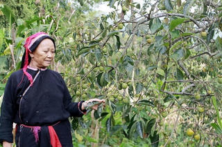 Xuân Minh – Hà Giang: Giảm nghèo bền vững nhờ phát triển hàng hóa
