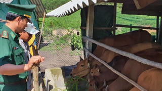 BẢN TIN MẶT TRẬN: Thắm tình quân dân