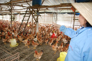 Người chăn nuôi gà lao đao