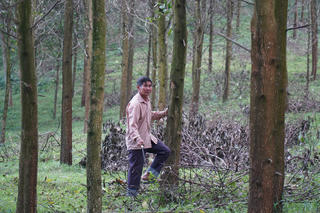 Phát triển thị trường các-bon để cứu rừng