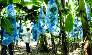 Trồng chuối công nghệ cao: Bước đi táo bạo