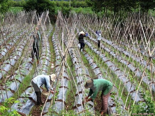 Diện tích rau an toàn trong cả nước dưới 10%