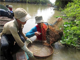 Nghề cào hến
