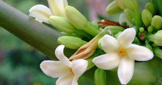 Hoa đu đủ đực: Dược liệu quý rất tốt cho sức khỏe