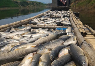 Xử phạt 3 cơ sở xả thải ra sông Bưởi gần 4 tỷ đồng