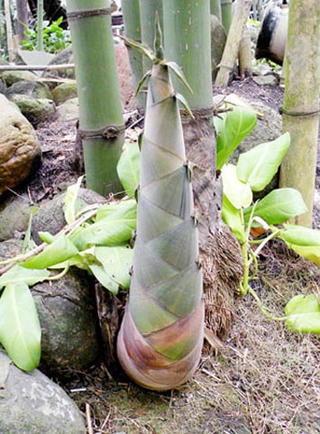 Măng tre có lợi cho sức khỏe