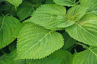 Ăn rau kinh giới có tốt không?