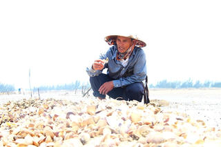 Sương muối làm ngao, sò chết hàng loạt