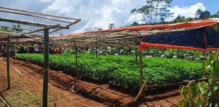 Công an tỉnh Đăk Nông đã thu giữ hơn 2.600 cây cần sa 