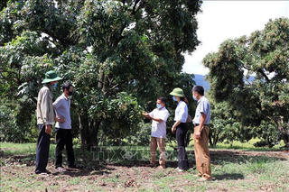 Nâng giá trị sản phẩm địa phương qua chương trình OCOP