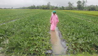 Quảng Nam, Quảng Ngãi: Mưa lớn gây thiệt hại nặng