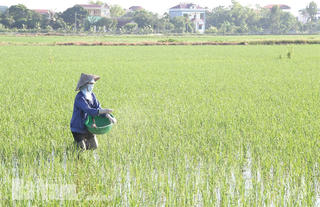 Chuyển đổi cơ cấu mùa vụ, cây trồng vụ Xuân