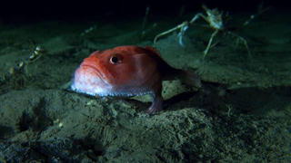 Kỳ lạ cá ‘đi lại’ dưới đáy biển