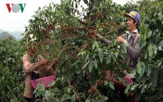 Kon Tum: Xuất hiện bọ cánh cứng gây hại cây cà phê