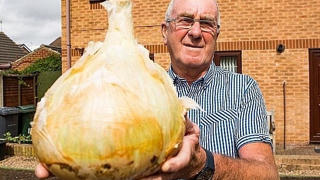 Củ hành tây khổng lồ, 28 người ăn không hết