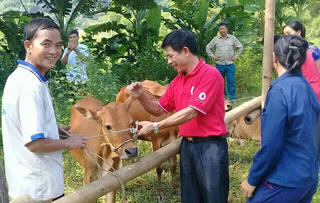 'Ngân hàng bò' góp phần giảm nghèo ở Bắc Cạn