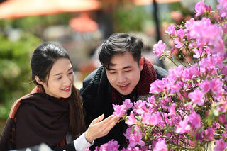 Hò hẹn giữa mùa đỗ quyên nở rộ Hoàng Liên Sơn