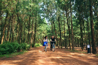 Những rừng thông đẹp nhất miền Bắc Việt Nam