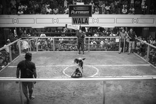 Đến Philippines  xemchọi gà