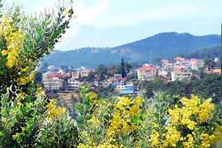 Đà Lạt  mùa Mimosa