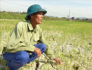 Quảng Bình: Hàng ngàn ha lúa hè thu có nguy cơ mất trắng
