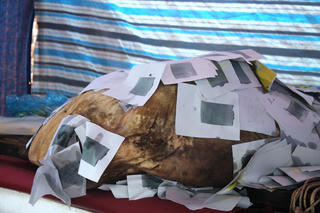 Bắt được con cá có hình thù kỳ lạ nặng gần 400kg