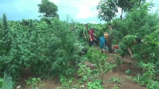 Trồng 78 cây cần sa để... cho gà ăn