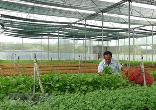 Xuất khẩu rau quả ước đạt 934 triệu USD trong 3 tháng đầu năm