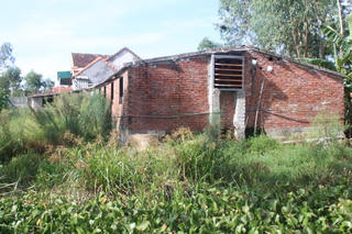 Trại lợn “tra tấn” láng giềng