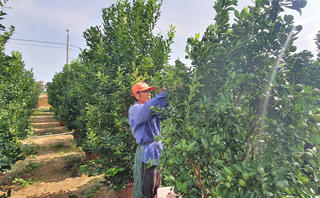 Người trồng quất cảnh hồi hộp