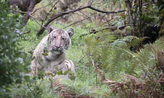 [VIDEO] Con hổ hiếm lông nhạt lần đầu tiên được phát hiện