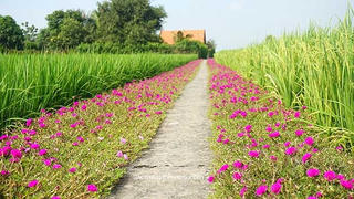 Xây dựng đường hoa để bảo vệ môi trường