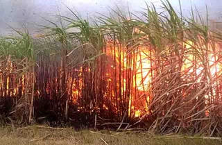100 ha mía tại Đắk Lắk bị cháy rụi, thiệt hại gần 10 tỷ đồng