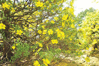 Làng mai bên sông Vàm Cỏ