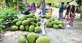 Nông dân Nam Bộ gặp khó vì trái cây ngoại