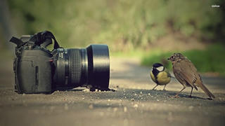 Việt Nam giành giải cao tại cuộc thi nhiếp ảnh quốc tế