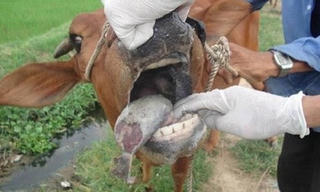 Thái Nguyên: 65 con bò hỗ trợ bị lở mồm, long móng